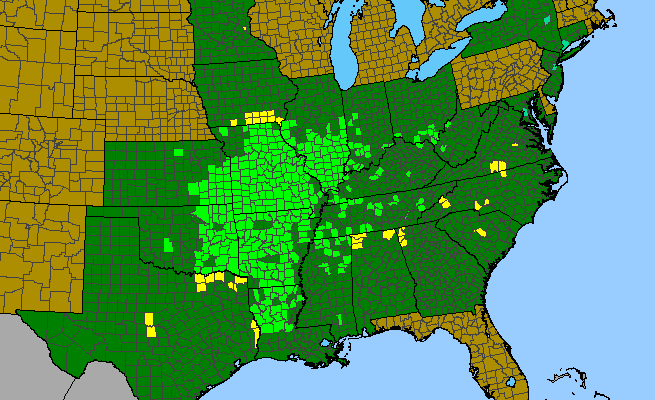 The range of Ambrosia bidentata